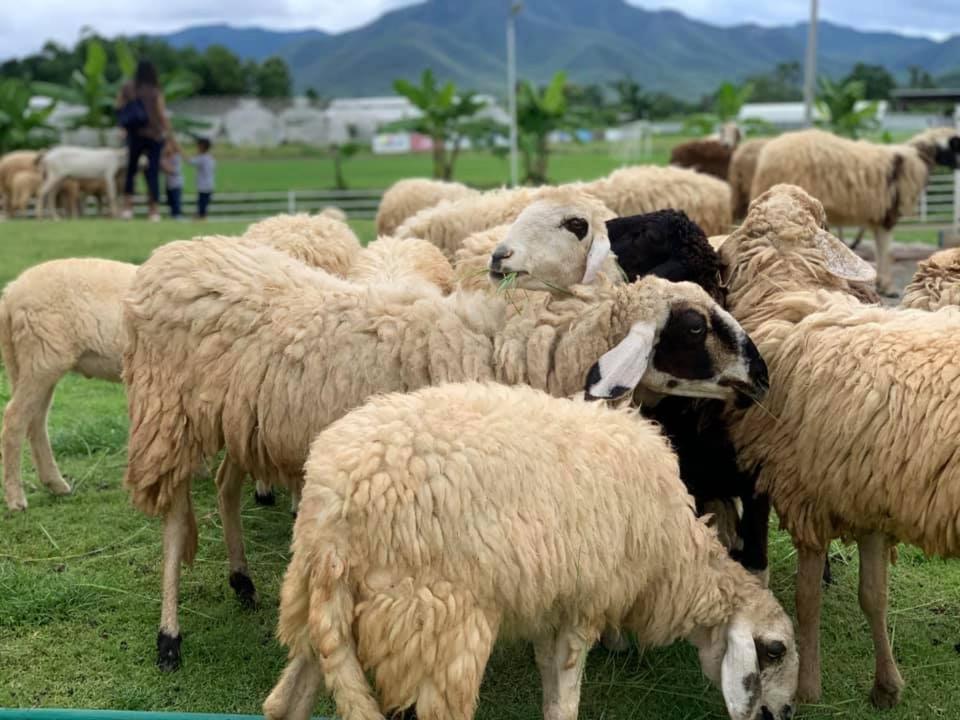 Oon Valley Farm Stay Szankampheng Kültér fotó